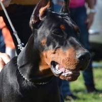 Dobermann grande mole
