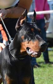 Dobermann grande mole