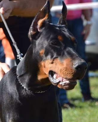Dobermann grande mole