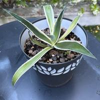 Agave Variegata