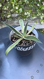 Agave Variegata