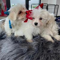 Maltesi Toy Cuccioli