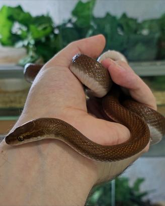 Boaedon Fuliginosus Red Kenya