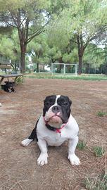 American bully