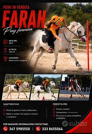 Pony bravissima