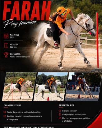 Pony bravissima