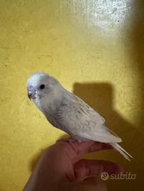 Cocorite allevate a mano