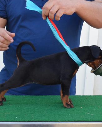 Cuccioli di dobermann di altissima genealogia