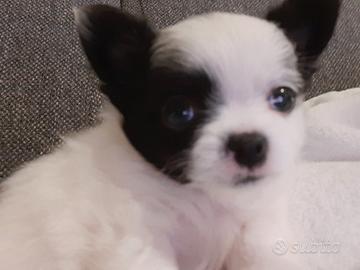 Cucciolo chihuahua