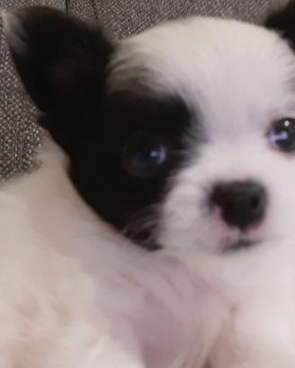 Cucciolo chihuahua