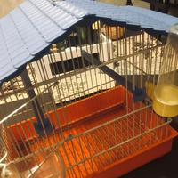 Gabbietta canarino nuova