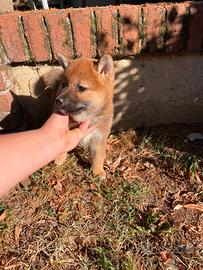 Shiba Inu stupendi