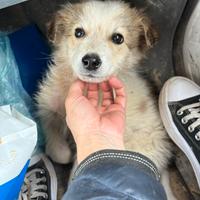 Cucciolo in adozione