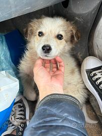 Cucciolo in adozione