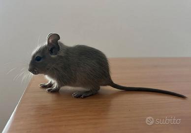 Cuccioli Degu del cile