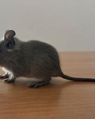 Cuccioli Degu del cile