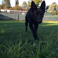 Cucciola Femmina Australian Kelpie