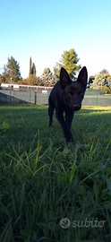 Cucciola Femmina Australian Kelpie