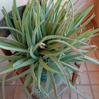 Pianta aloe vera