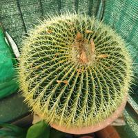 Pianta grassa cuscino della suocera