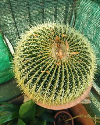 Pianta grassa cuscino della suocera