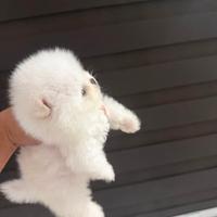 Pomerania nano toy cuccioli