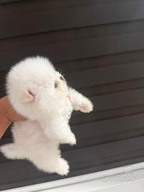 Pomerania nano toy cuccioli
