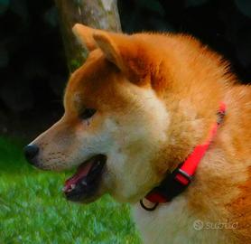 Ultimo meraviglioso maschietto Shiba