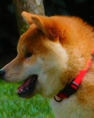 Ultimo meraviglioso maschietto Shiba