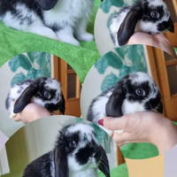 Coniglietto ariete nano ariete/mini lop