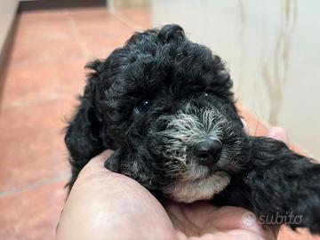 Cuccioli barboncino nano