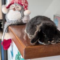 Coniglietti nani testa d'ariete