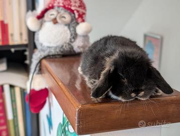 Coniglietti nani testa d'ariete