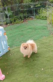 Pomerania cucciola femmina mini. Color crema