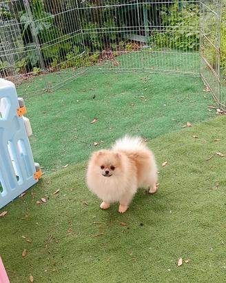 Pomerania cucciola femmina mini. Color crema