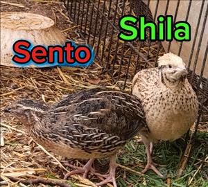 Quaglia maschio