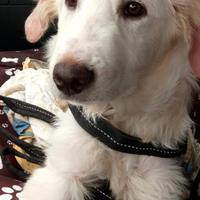 Cucciolo misto golden retriever