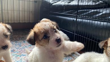 Jack Russell terrier pelo ruvido pedigree