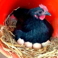 Galline. Galli austrolop