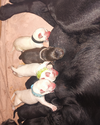 Labrador retriever