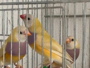 Diamanti di Gould 25/26 - Varie Mutazioni