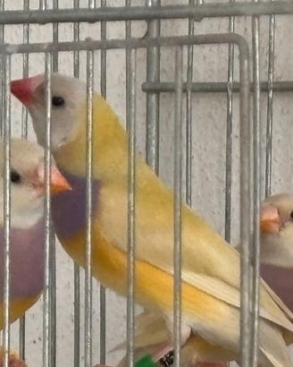 Diamanti di Gould 25/26 - Varie Mutazioni