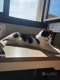 Cali, gatta di 4 anni dolcissima