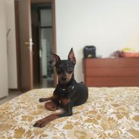 Maschio Pinscher Toy per accoppiamento