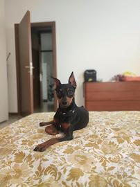 Maschio Pinscher Toy per accoppiamento