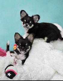 Super maschietto di Chihuahua nero tricolore