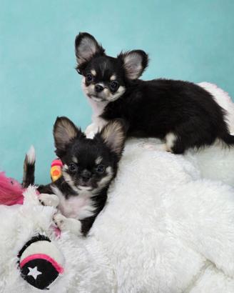 Super maschietto di Chihuahua nero tricolore