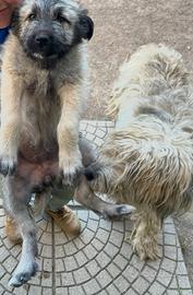 Pastore Fonnese cucciola