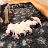 Bulldog francesi cuccioli con pedigree