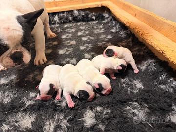 Bulldog francesi cuccioli con pedigree